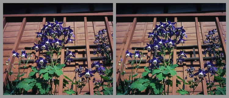 Columbine cross-eyed viewing